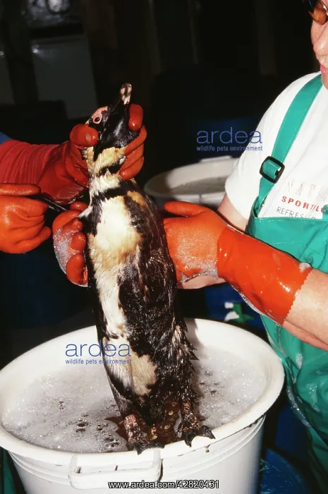 : OILED BIRD - cleaning oiled Penguin : OILED BIRD - cleaning oiled Penguin