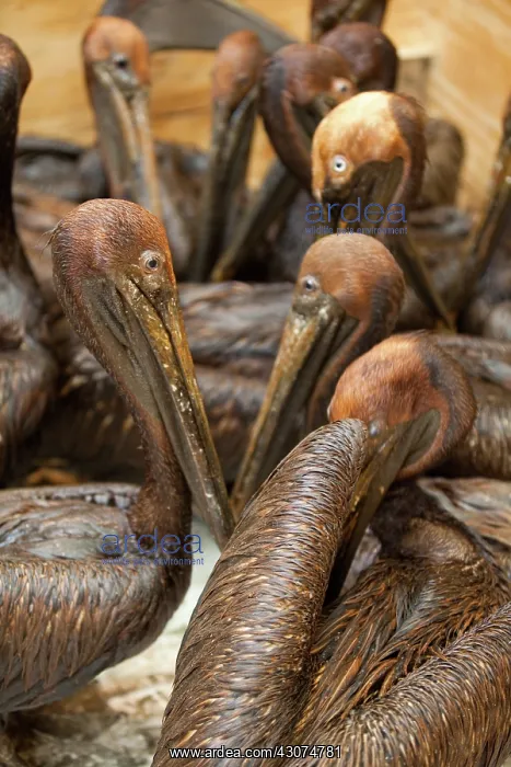 : Oiled Brown Pelicans : Oiled Brown Pelicans
