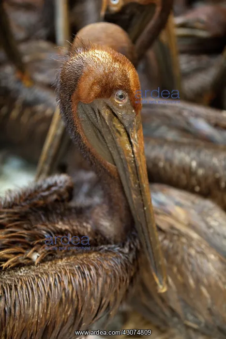 : Oiled Brown Pelicans : Oiled Brown Pelicans