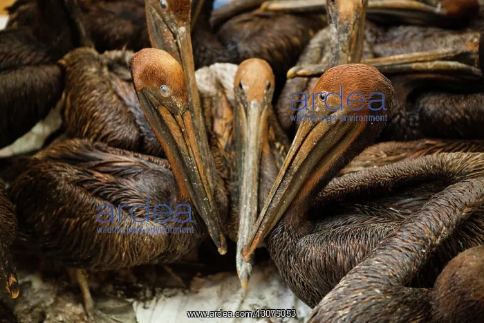 : Oiled Brown Pelicans : Oiled Brown Pelicans