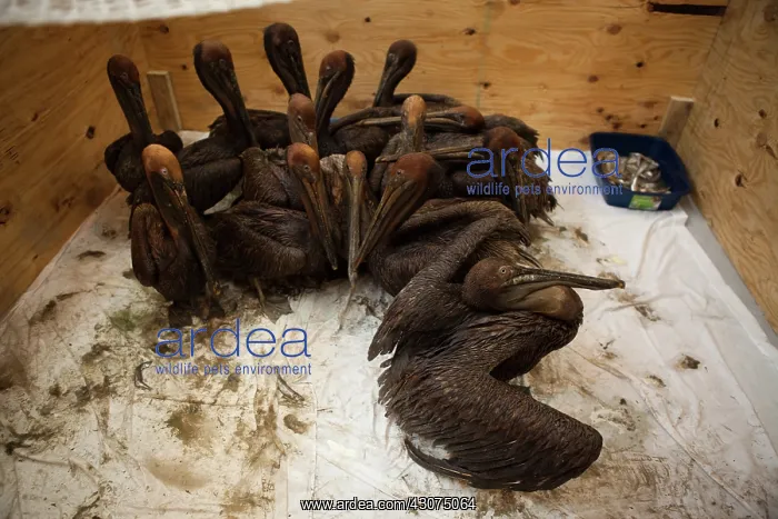 : Oiled Brown Pelicans : Oiled Brown Pelicans