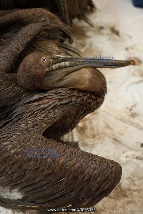: Oiled Brown Pelicans : Oiled Brown Pelicans