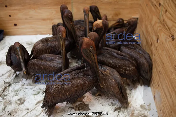 : Oiled Brown Pelicans : Oiled Brown Pelicans