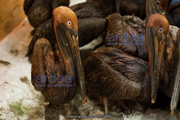 : Oiled Brown Pelicans : Oiled Brown Pelicans