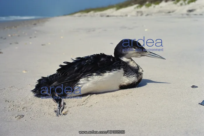 : Oiled Common Loon : Oiled Common Loon