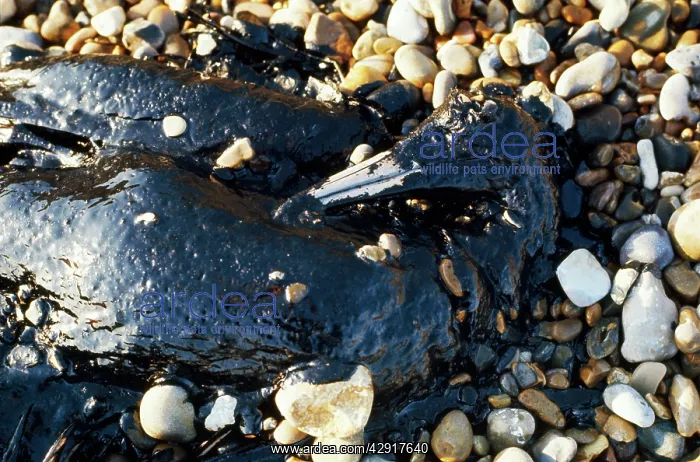 : OILED GANNET, DEAD ON PEBBLES : OILED GANNET, DEAD ON PEBBLES