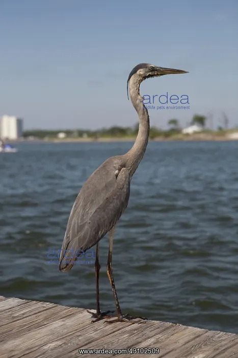 : Oiled Heron : Oiled Heron