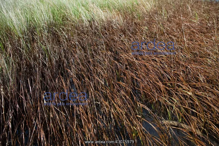 : Oiled Marshland in Louisiana : Oiled Marshland in Louisiana