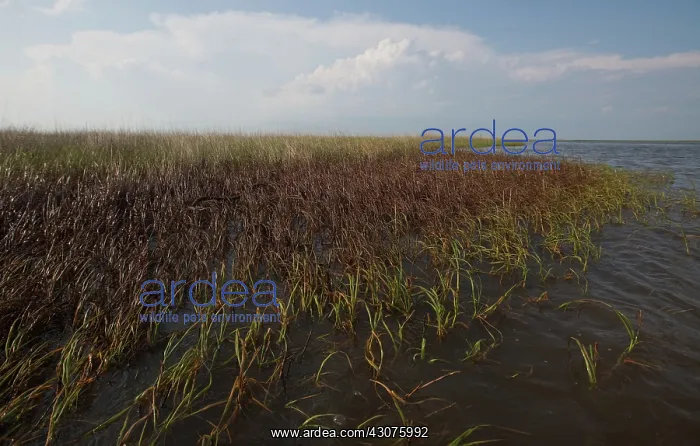 : Oiled Marshland in Louisiana : Oiled Marshland in Louisiana