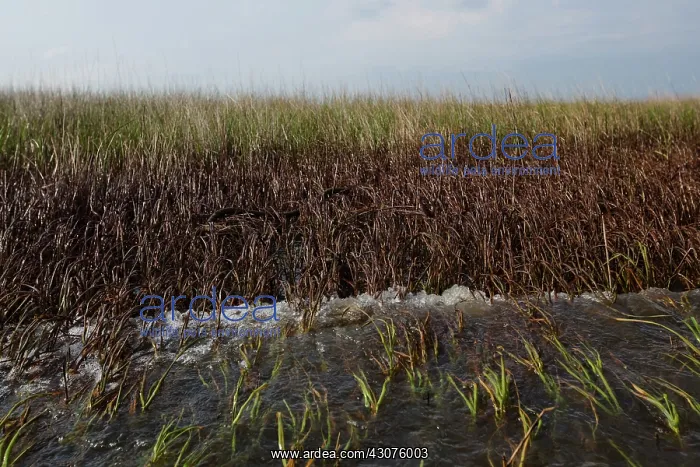 : Oiled Marshland in Louisiana : Oiled Marshland in Louisiana
