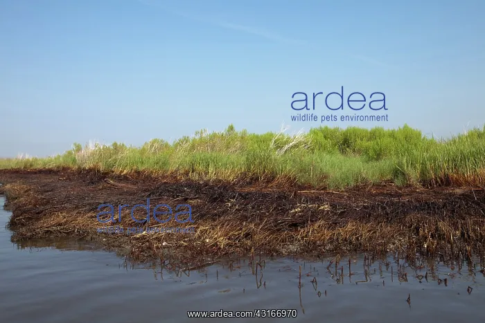 : Oiled Oysters and Grasses : Oiled Oysters and Grasses