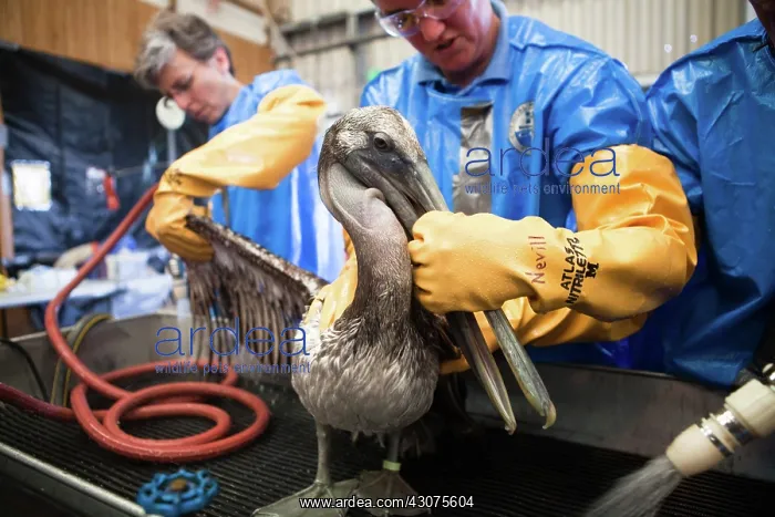 : Oiled Pelican being Cleaned : Oiled Pelican being Cleaned