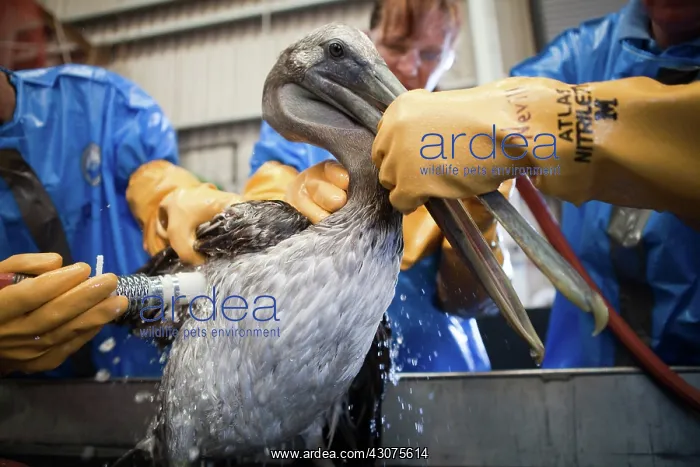  : Oiled Pelican being Cleaned