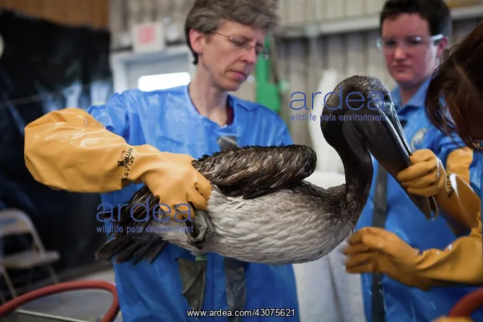 : Oiled Pelican being Cleaned : Oiled Pelican being Cleaned