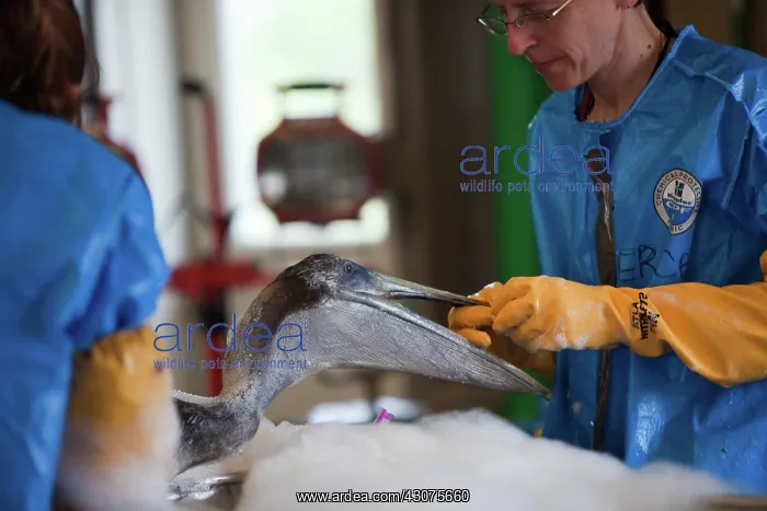 : Oiled Pelican being Cleaned : Oiled Pelican being Cleaned
