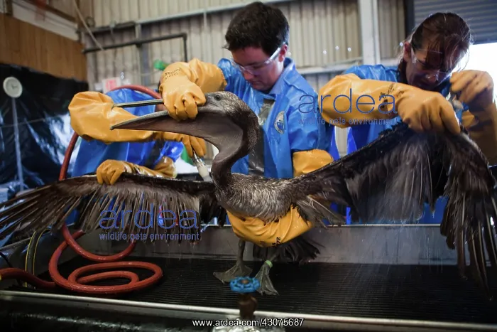 : Oiled Pelican being Cleaned : Oiled Pelican being Cleaned