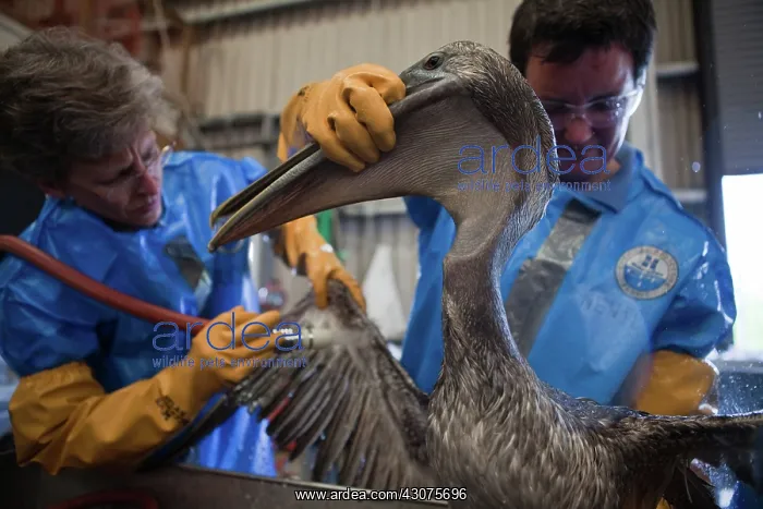 : Oiled Pelican being Cleaned : Oiled Pelican being Cleaned