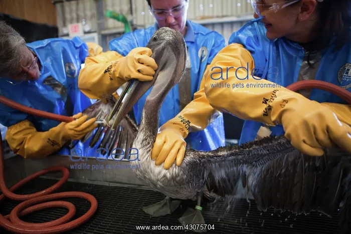 : Oiled Pelican being Cleaned : Oiled Pelican being Cleaned