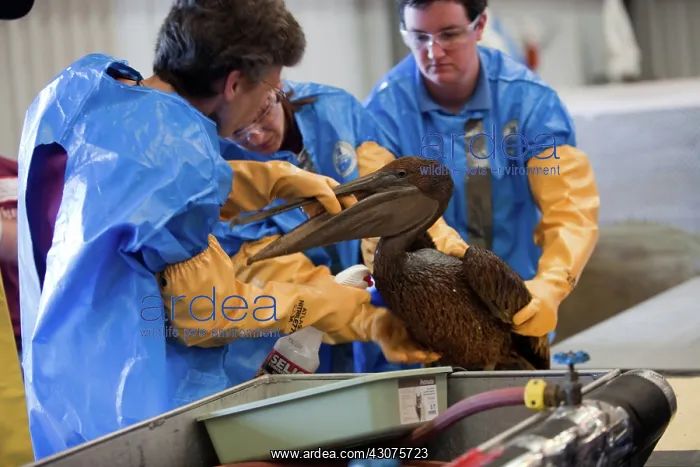 : Oiled Pelican being Cleaned : Oiled Pelican being Cleaned
