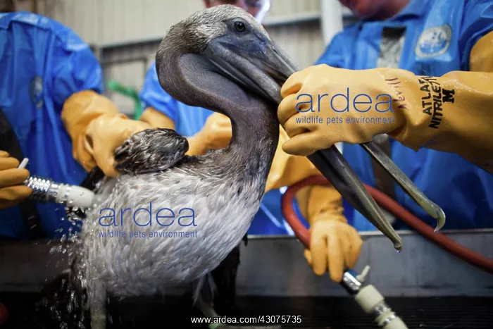 : Oiled Pelican being Cleaned : Oiled Pelican being Cleaned