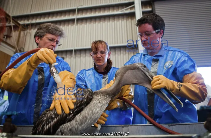 : Oiled Pelican being Cleaned : Oiled Pelican being Cleaned