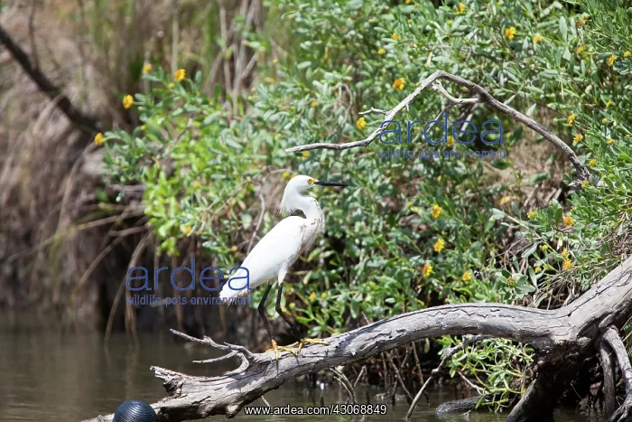 : Oiled Snowy Egret : Oiled Snowy Egret