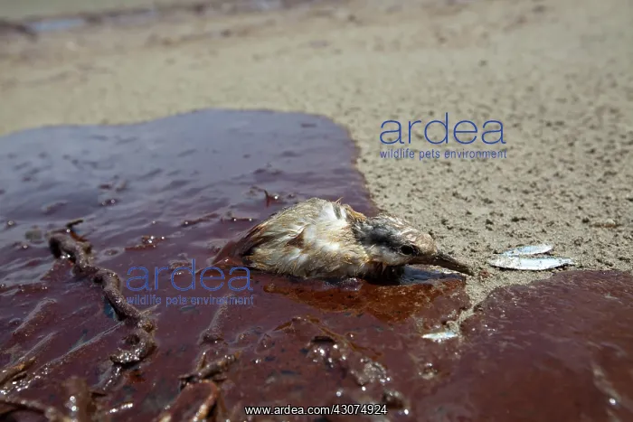 : Oiled tern on Grand Island : Oiled tern on Grand Island