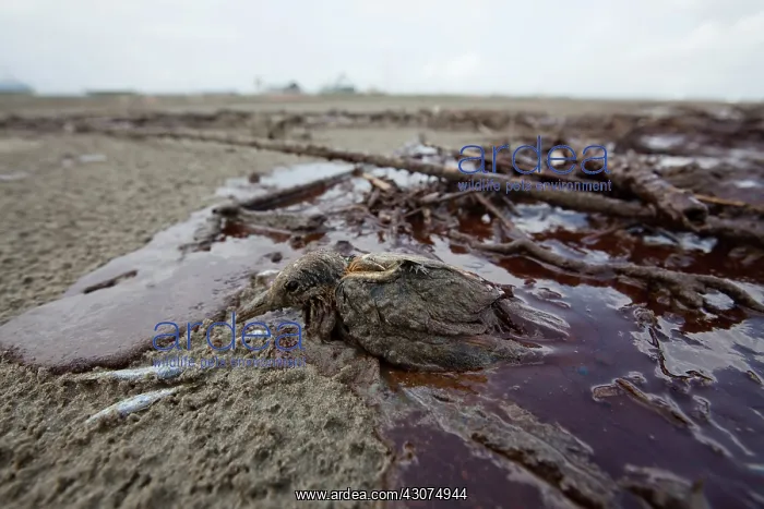 : Oiled tern on Grand Island : Oiled tern on Grand Island