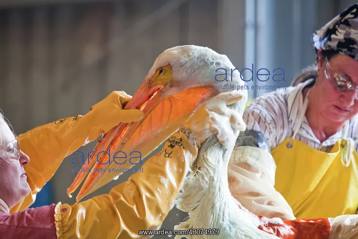 : Oiled White Pelican Being Cleaned : Oiled White Pelican Being Cleaned