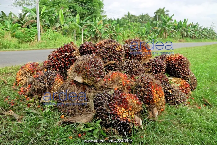 : Oilpalm fruits : Oilpalm fruits