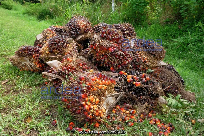 : Oilpalm fruits beside a road : Oilpalm fruits beside a road