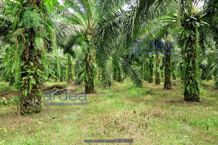 : Oilpalm plantation : Oilpalm plantation