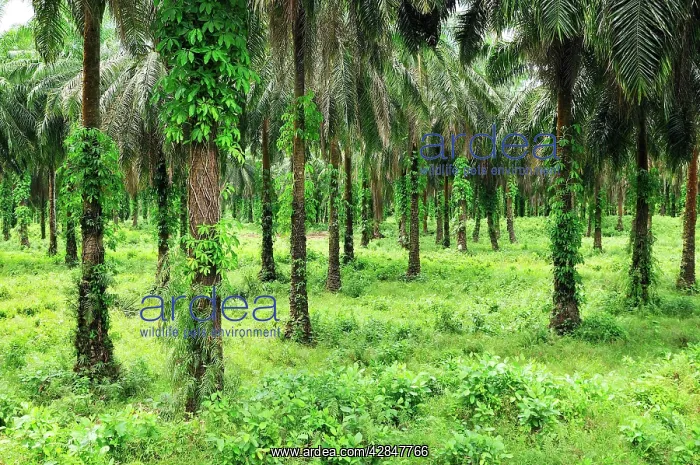 : Oilpalm plantation : Oilpalm plantation