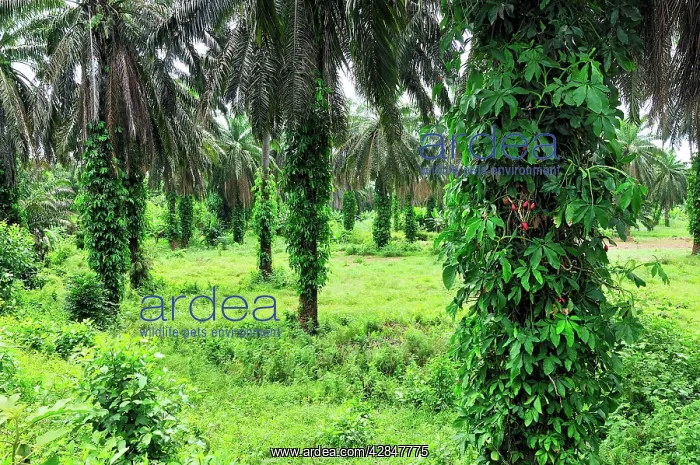 : Oilpalm plantation : Oilpalm plantation