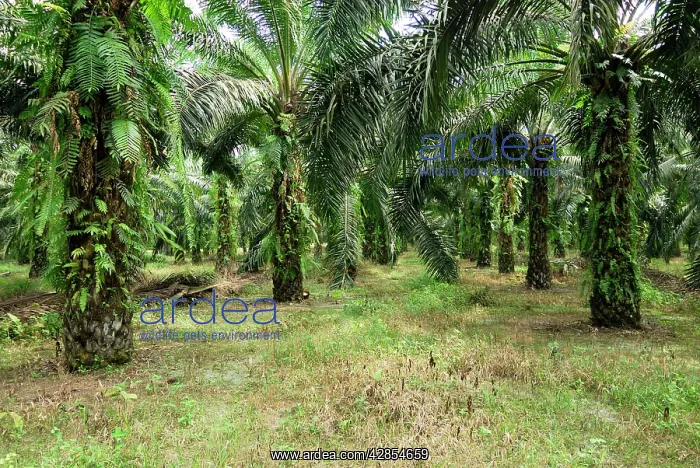 : Oilpalm plantation : Oilpalm plantation