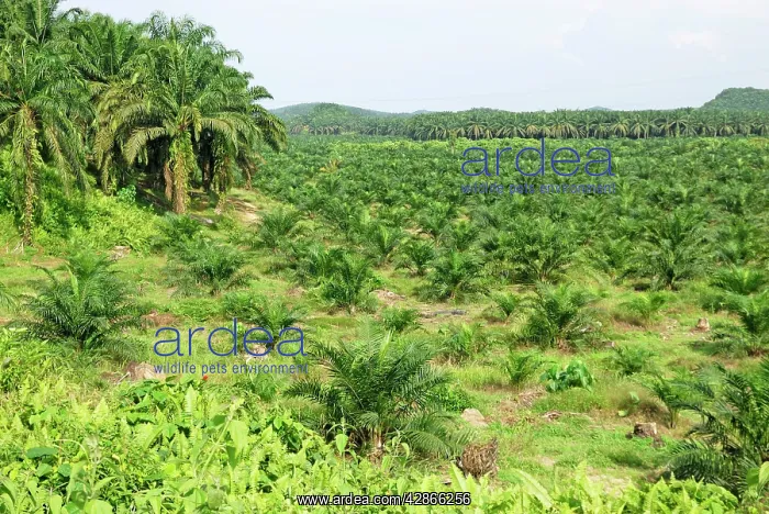 : Oilpalm Plantation : Oilpalm Plantation