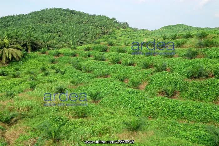 : Oilpalm Plantation : Oilpalm Plantation