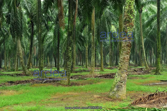 : oilpalm plantation : oilpalm plantation