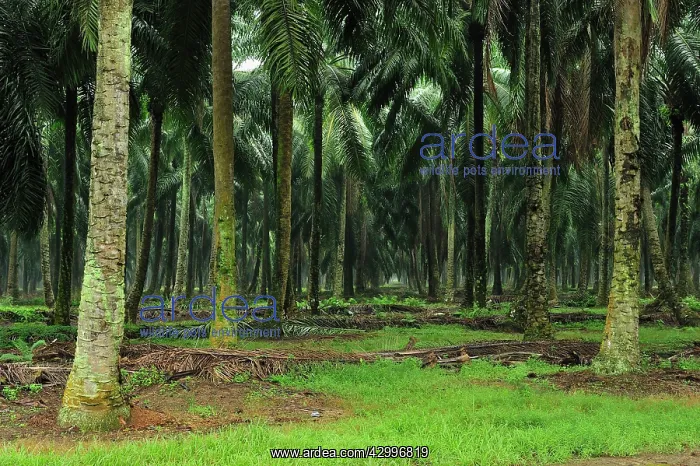 : Oilpalm plantation : Oilpalm plantation