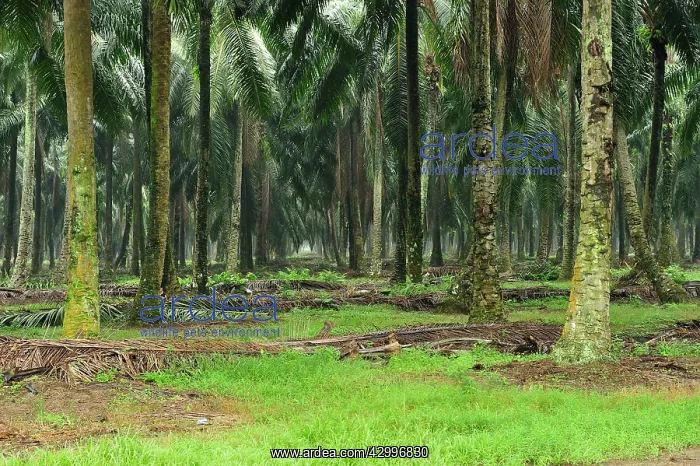 : Oilpalm plantation : Oilpalm plantation
