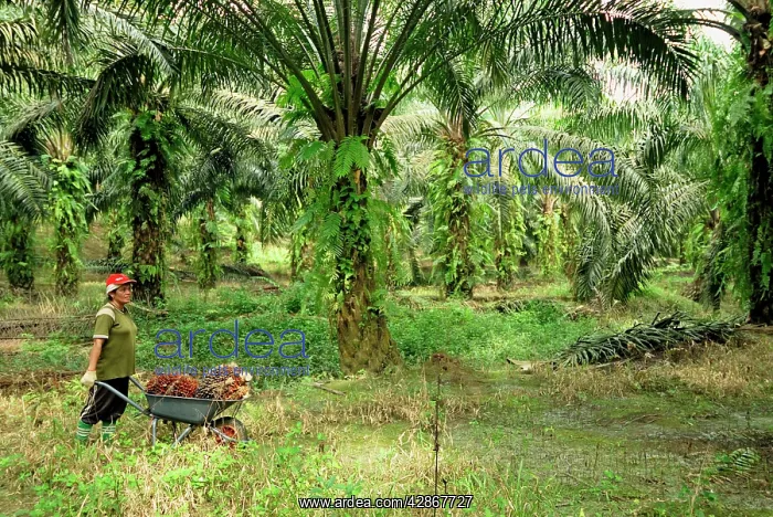 : oilpalm plantation with a worker : oilpalm plantation with a worker