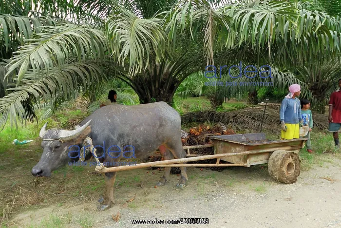 : Oilpalm plantation with worker and buffalo : Oilpalm plantation with worker and buffalo