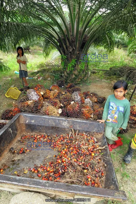  : Oilpalm plantation with working children