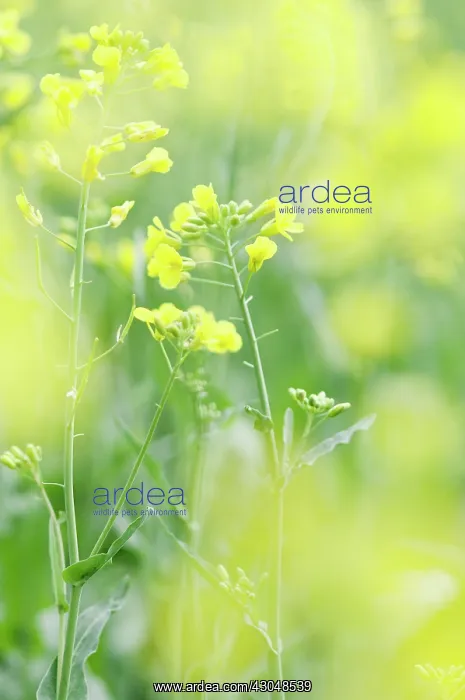 : Oilseed rape : Oilseed rape