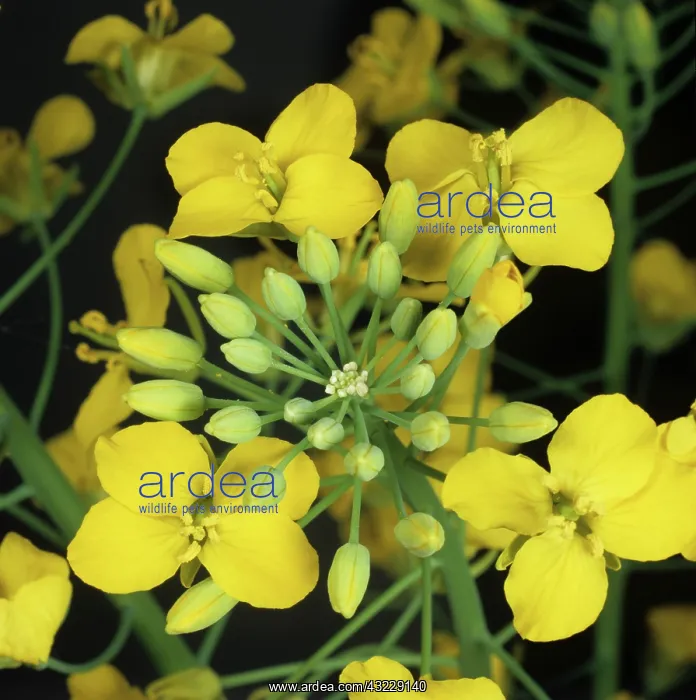 : Oilseed Rape (Brassica napus) : Oilseed Rape (Brassica napus)
