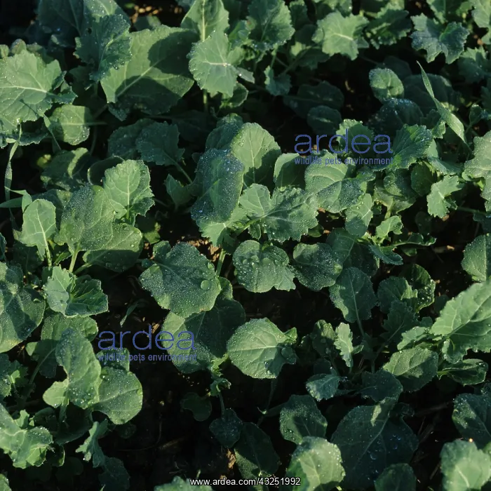 : Oilseed Rape (Brassica napus) : Oilseed Rape (Brassica napus)