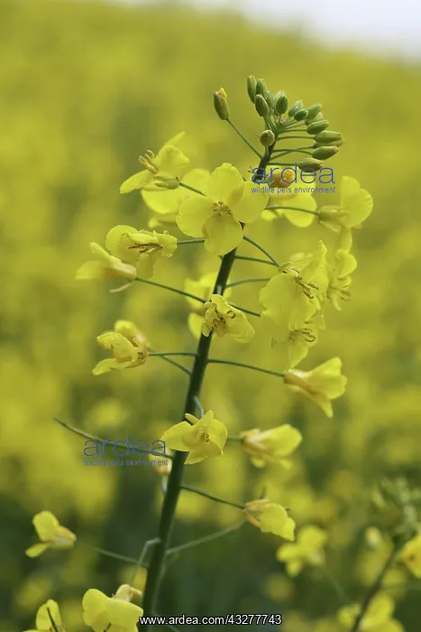: Oilseed rape, Brassica napus oleifera, Yellow subject : Oilseed rape, Brassica napus oleifera, Yellow subject