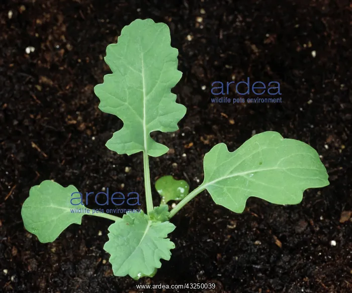 : Oilseed Rape (Brassica napus) seedling : Oilseed Rape (Brassica napus) seedling