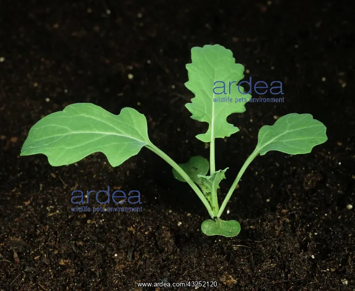 : Oilseed Rape (Brassica napus) seedling : Oilseed Rape (Brassica napus) seedling