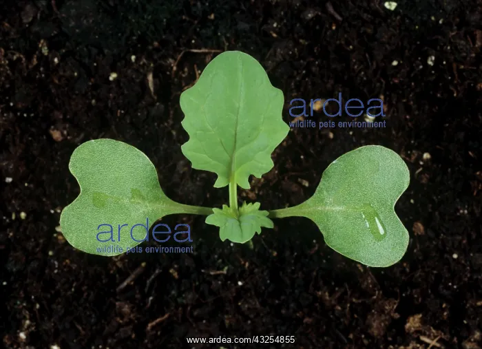 : Oilseed Rape (Brassica napus) seedling : Oilseed Rape (Brassica napus) seedling